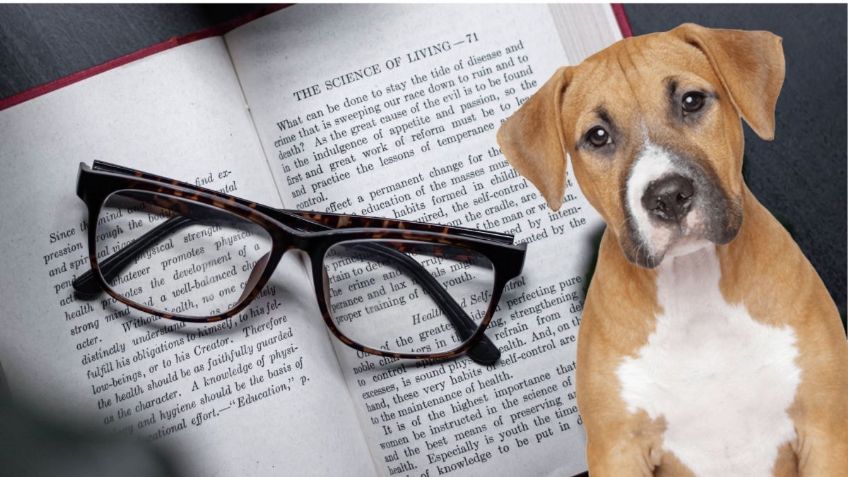 Mascotas: Estos son los 7 REQUISITOS para dejarle la HERENCIA a mi perro según la ley