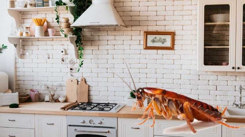 3 LUGARES en donde las CUCARACHAS se esconden en casa en época de frío