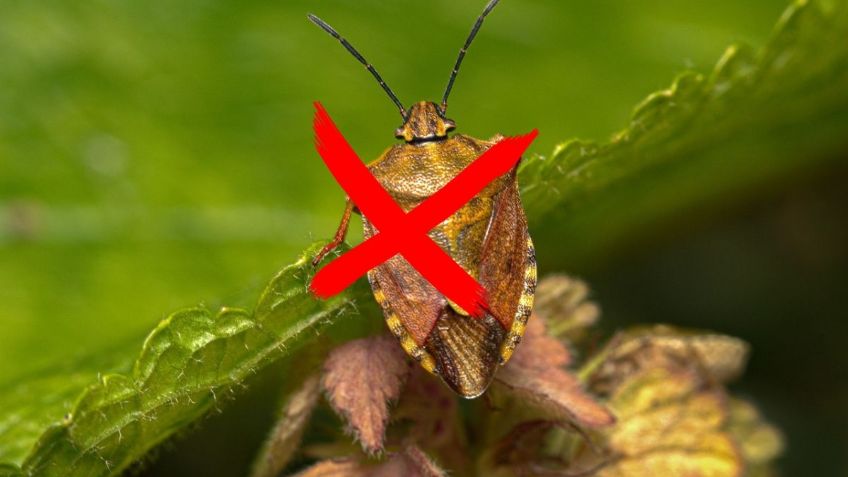 ¿Cómo saber si me picó una CHINCHE? 3 métodos para ELIMINARLAS rápido | ChatGPT