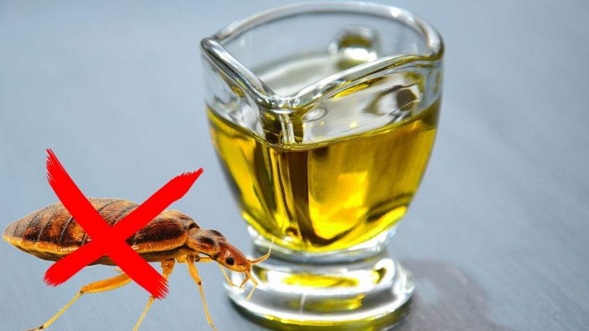 ¿Cómo usar el ACEITE de cocina para ELIMINAR a las CHINCHES? | ChatGPT