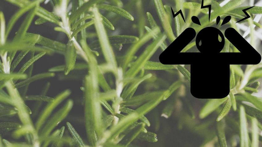 Plantas medicinales: ¿Cuáles son las 3 enfermedades que puedes combatir con el romero?