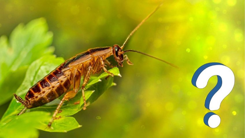 Qué significa que aparezcan cucarachas en tu casa y cómo eliminarlas