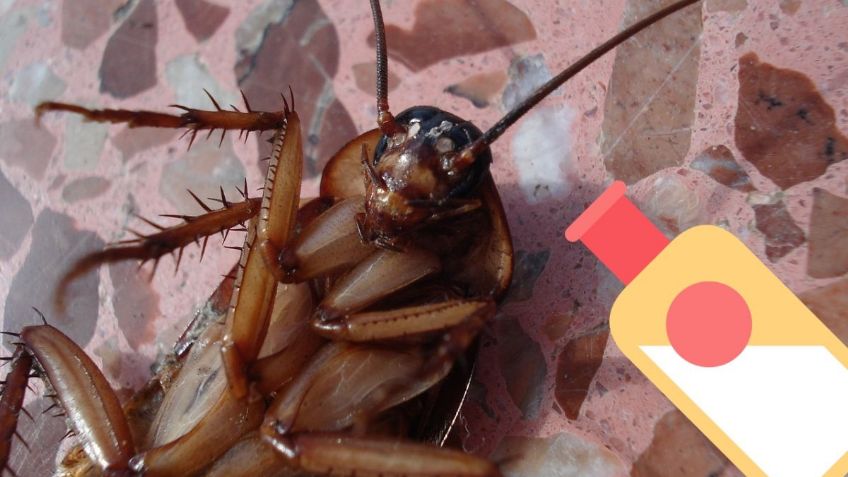 Receta sencilla con SHAMPOO para alejar a las CUCARACHAS de tu casa