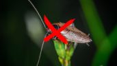 ¿Por qué hay CUCARACHAS blancas en mi casa? Métodos para eliminarlas, según Google Bard