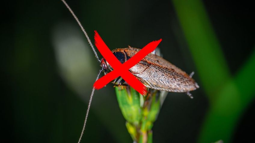 ¿Por qué hay CUCARACHAS blancas en mi casa? Métodos para eliminarlas, según Google Bard