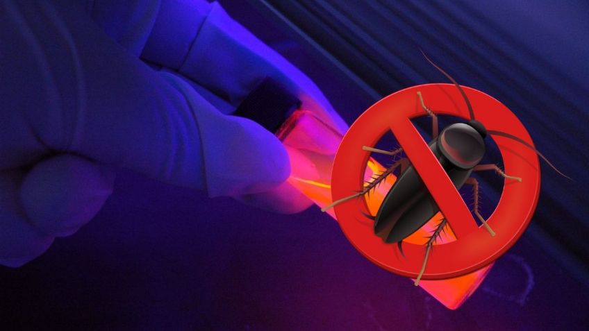 ¿Cómo usar la luz ultravioleta para encontrar CUCARACHAS? | Google Bard