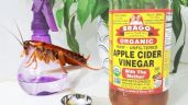 ¿Cómo eliminar a las CUCARACHAS con VINAGRE? 4 pasos a seguir