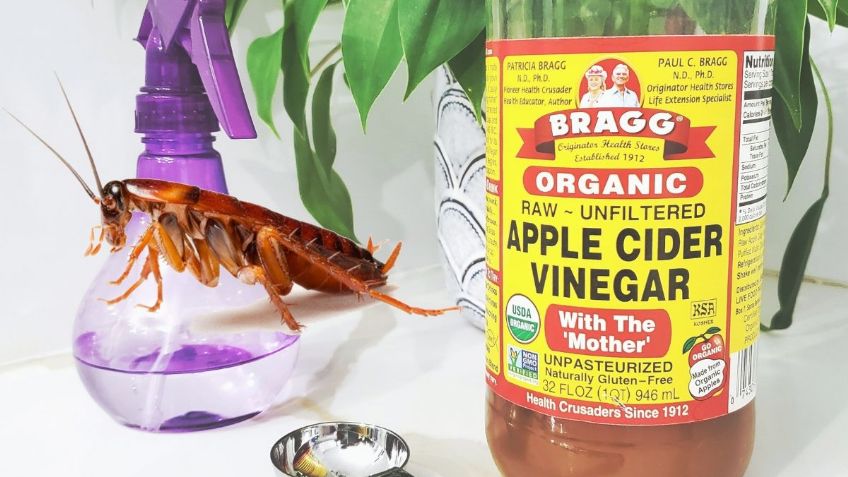 ¿Cómo eliminar a las CUCARACHAS con VINAGRE? 4 pasos a seguir