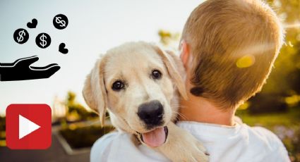 VIDEO: Perrito pide LIMOSNA en la calle para ayudar a su dueña con DISCAPACIDAD