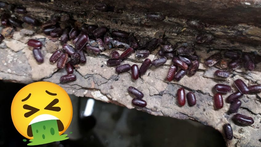 ¿Cucarachas en tu hogar? Checa cómo identificar sus huevos y eliminarlos fácilmente