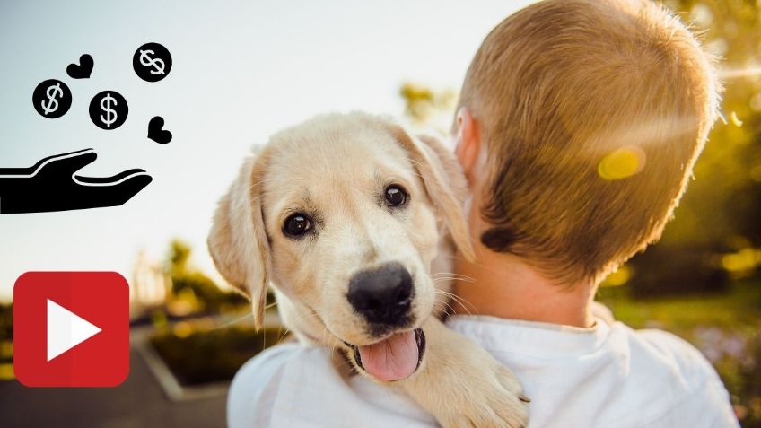 VIDEO: Perrito pide LIMOSNA en la calle para ayudar a su dueña con DISCAPACIDAD
