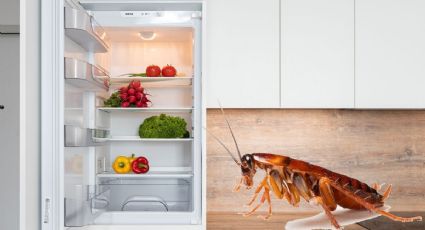 Así debes limpiar tu REFRIGERADOR para ELIMINAR a las cucarachas