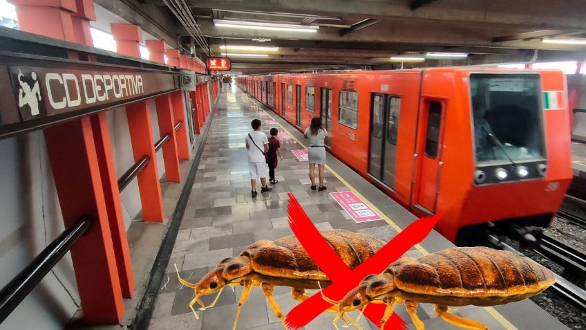 ¿Cómo evitar que las CHINCHES se me suban en el transporte público? | ChatGPT