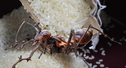 ¿Tienes HORMIGAS en casa? Así puedes usar el ARROZ para eliminaras