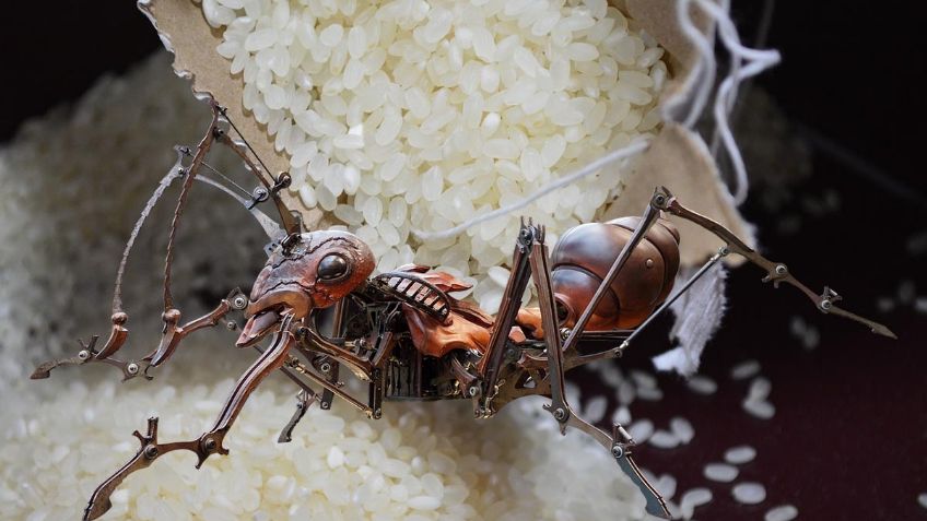 ¿Tienes HORMIGAS en casa? Así puedes usar el ARROZ para eliminaras