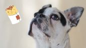 VIDEO: Perrito come un burrito con su dueño y ENAMORA a las redes
