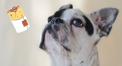 VIDEO: Perrito come un burrito con su dueño y ENAMORA a las redes