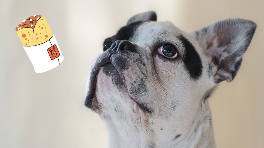 VIDEO: Perrito come un burrito con su dueño y ENAMORA a las redes