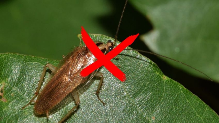 ¿Tienes cucarachas en casa? Checa el MÉTODO sencillo con agua para ELIMINARLAS