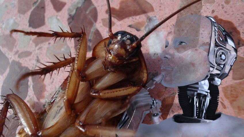 ¿Cuál es el mejor MÉTODO de todos para ELIMINAR cucarachas de casa? | Google Bard