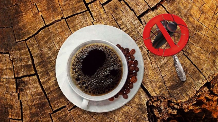 Google Bard revela dos formas de eliminar a las CUCARACHAS con café