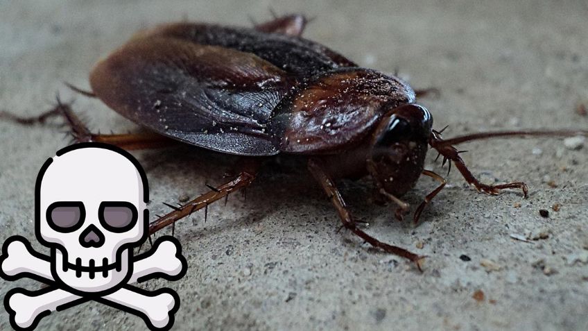 ¿Cucarachas en casa? Esta TRAMPA con ALCOHOL te ayudará a eliminarlas para siempre