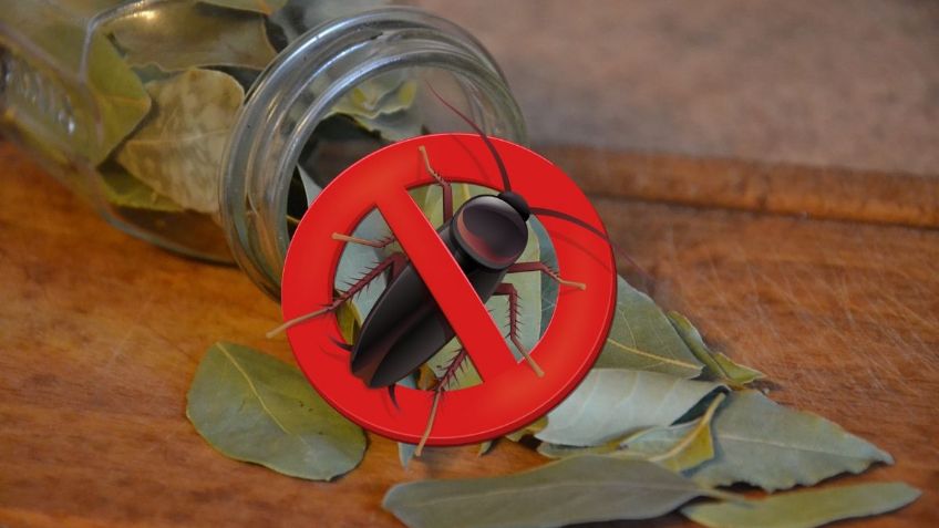 ¿Cuáles son las mejores 3 PLANTAS para alejar a las CUCARACHAS? | Google Bard