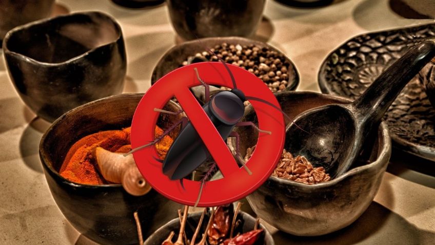 ¿Cómo ELIMINAR a las cucarachas usando PIMIENTA? | Google Bard