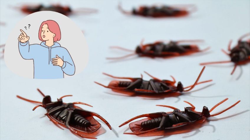 Las cucarachas siempre mueren boca arriba; ¿Cuál es la razón detrás de este fenómeno?