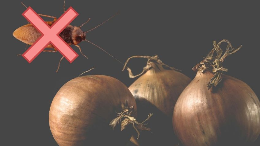 Así puedes eliminar a las cucarachas de tu casa con solo una cebolla