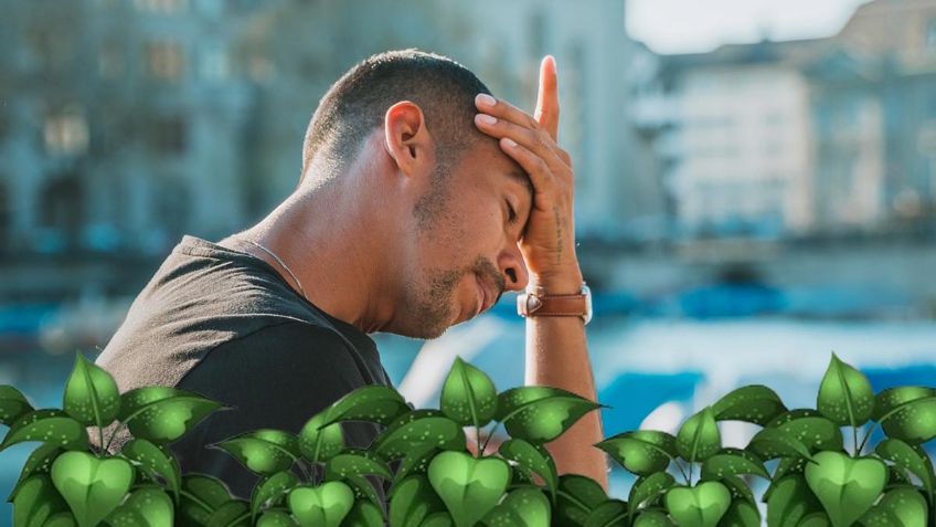 Harvard revela una HIERBA para mejorar la memoria | Tips y recomendaciones