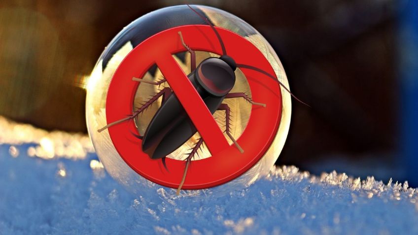 ¿En dónde encontrar CUCARACHAS en tiempos de frío y cómo ELIMINARLAS? | Google Bard