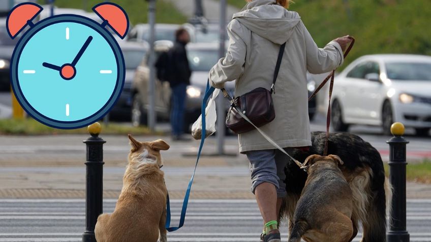 ¿Cuántas veces al día debo sacar a mi perro a pasear?