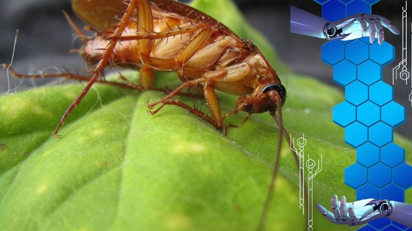 ChatGPT explica las razones por las que NO se debe eliminar a las cucarachas