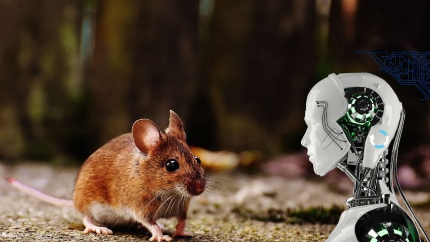 Google Bard revela 5 formas para detectar y eliminar a los ratones en casa