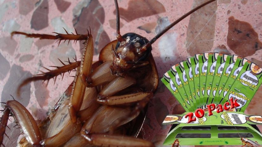 5 productos baratos en Amazon para eliminar a las cucarachas definitivamente