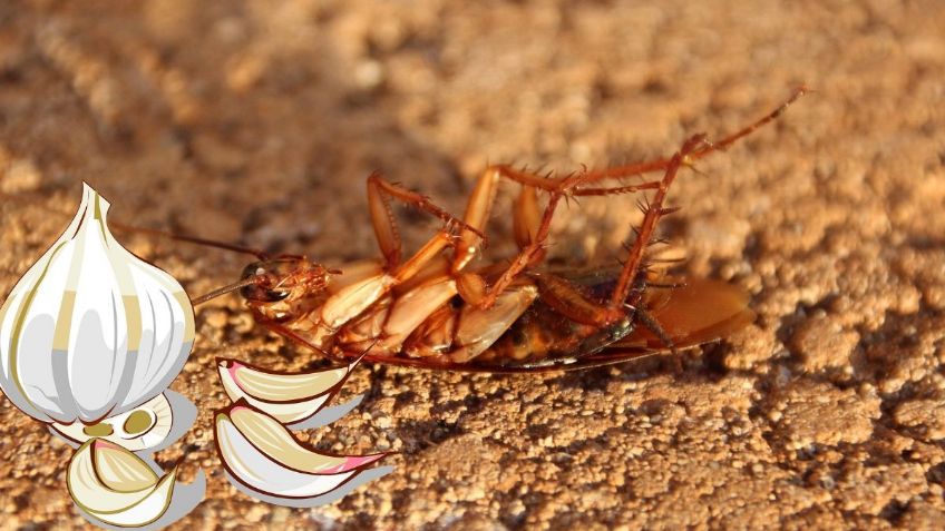 ¿Cuáles son los mejores ingredientes de cocina para eliminar cucarachas? | Google Bard