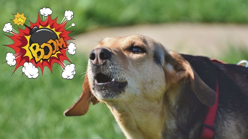 Google Bard revela 5 razones por las que los perros se vuelven agresivos y cómo evitarlo