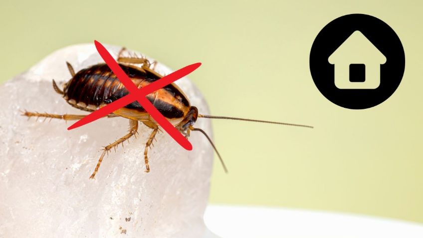 Así puedes eliminar a las cucarachas de tu casa con solo tres ingredientes de cocina