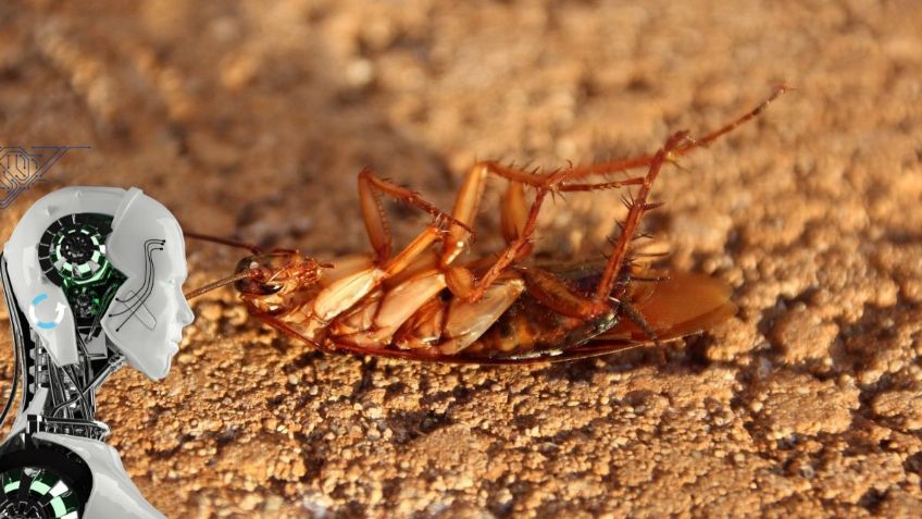 ¿En dónde encontrar cucarachas en temporada de frío? 5 claves para detectarlas a tiempo