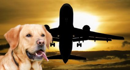 Google Bard revela 5 tips para calmar a los perros durante los viajes en avión