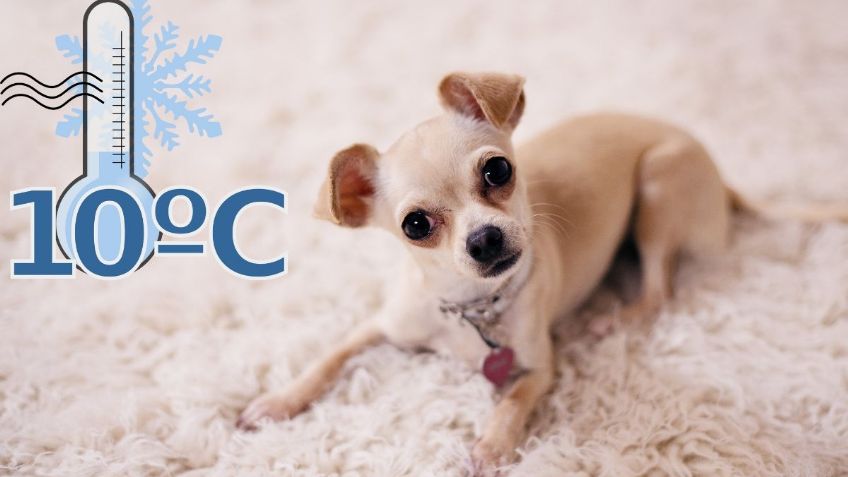 Mascotas: ¿Cuáles son las 3 razas de perros que más sufren con el frío?