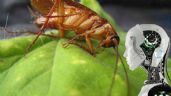 3 métodos para ELIMINAR a las cucarachas, según la ciencia y ChatGPT