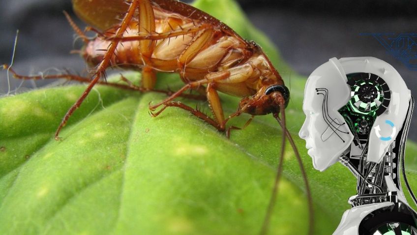 3 métodos para ELIMINAR a las cucarachas, según la ciencia y ChatGPT