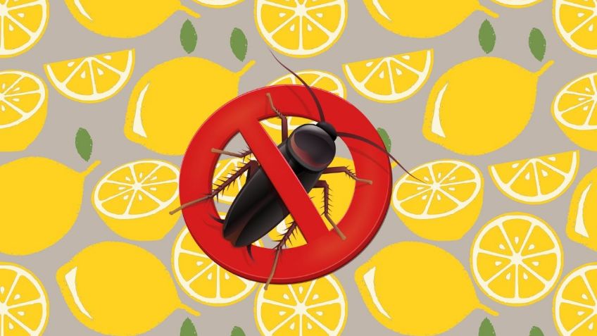 ChatGPT revela 3 formas para eliminar a las cucarachas utilizando limón