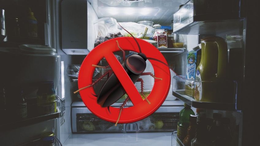 ¿En qué lugares se deben poner las trampas para cucarachas? | ChatGPT