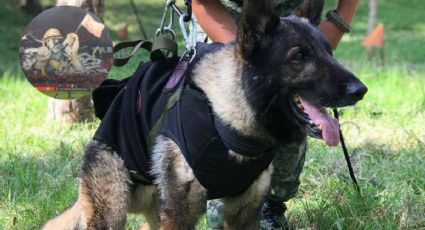 FOTO: Proteo, perrito rescatista que murió en Turquía, aparece en brutal tifo del Trabzonspor