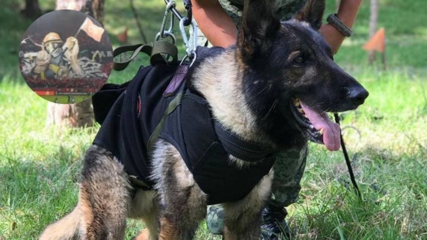 FOTO: Proteo, perrito rescatista que murió en Turquía, aparece en brutal tifo del Trabzonspor