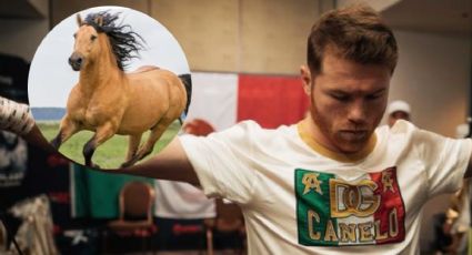 Canelo Álvarez: ¿Cuánto cuestan los caballos que el boxeador tiene en su rancho?