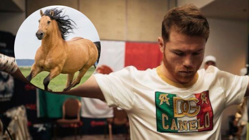 Canelo Álvarez: ¿Cuánto cuestan los caballos que el boxeador tiene en su rancho?